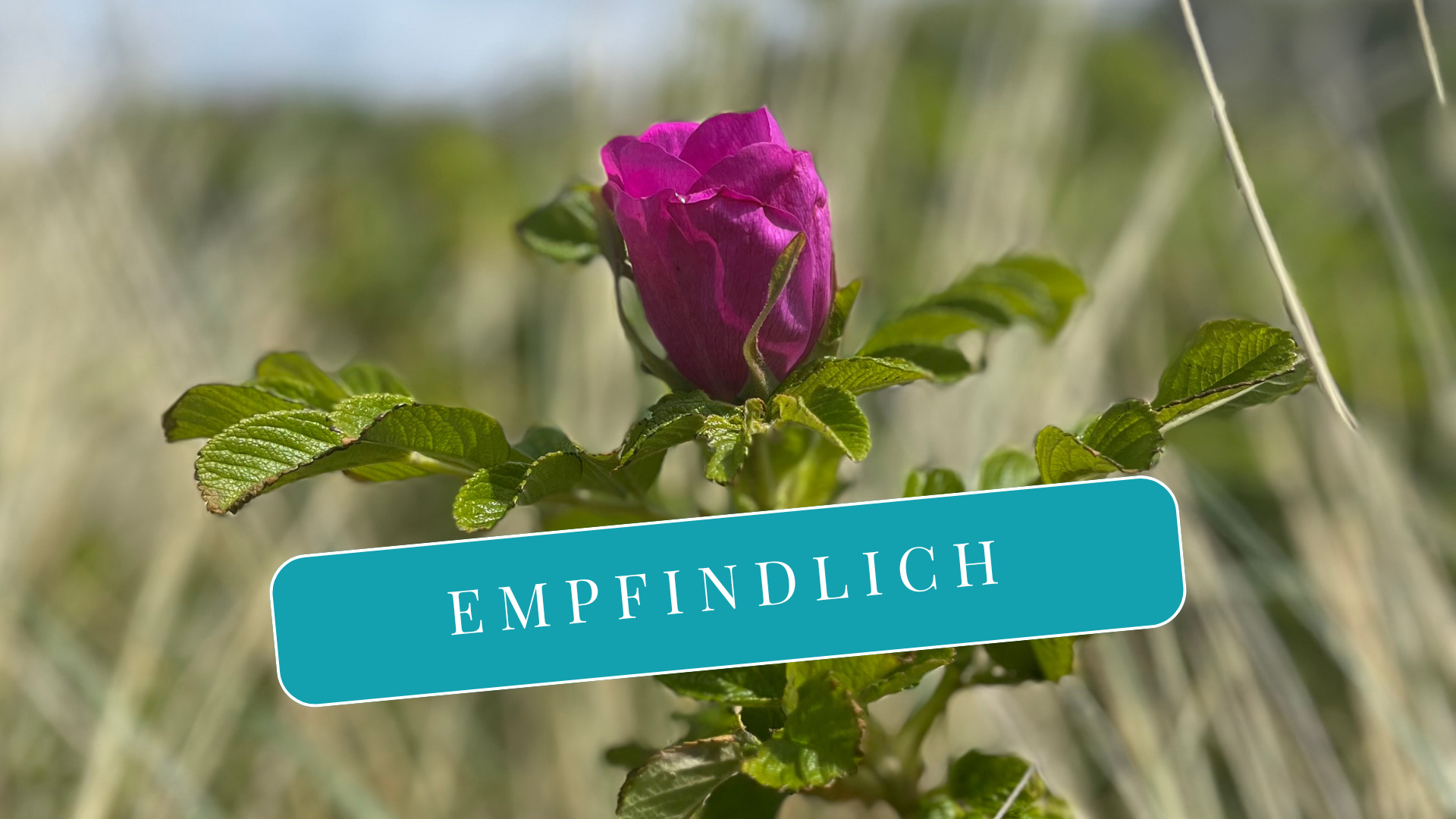 Hochsensibel = empfindlich oder sensibel stark?