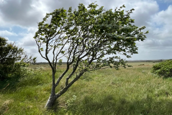 Baum im Sturm - die Wuchsrichtung zeigt, wo der Wind herkommt

